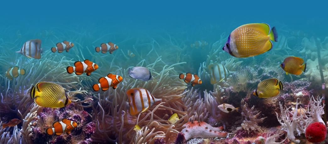 熱帯魚