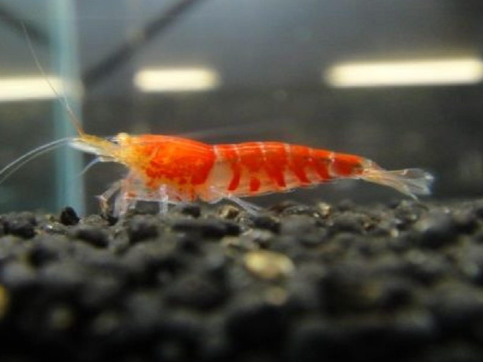 熱帯魚