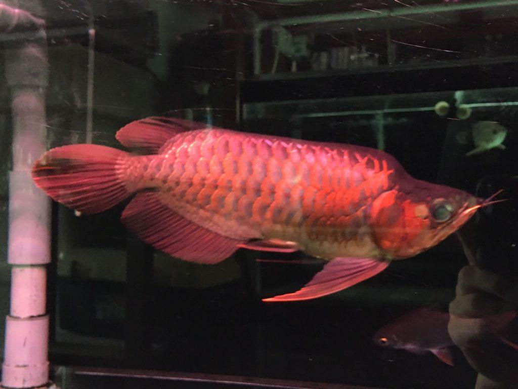 熱帯魚