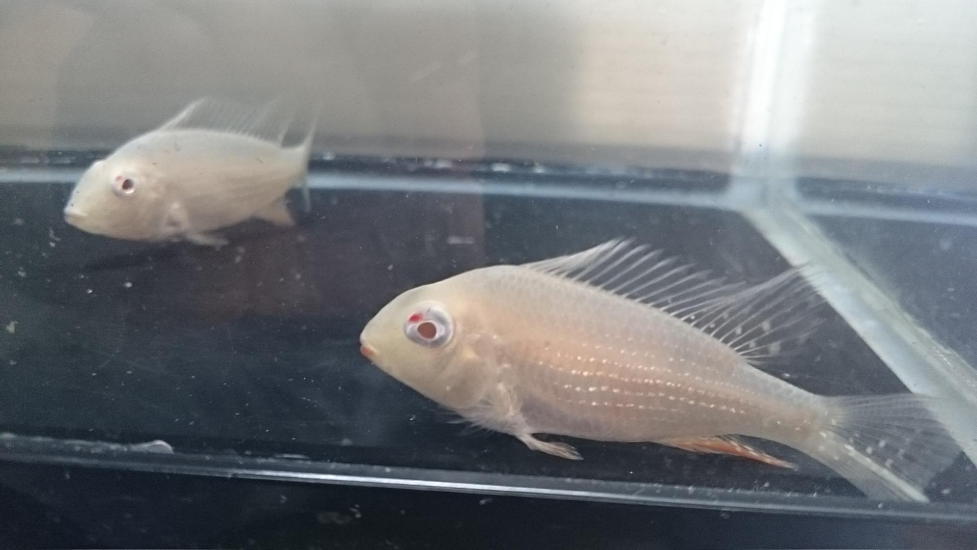 熱帯魚