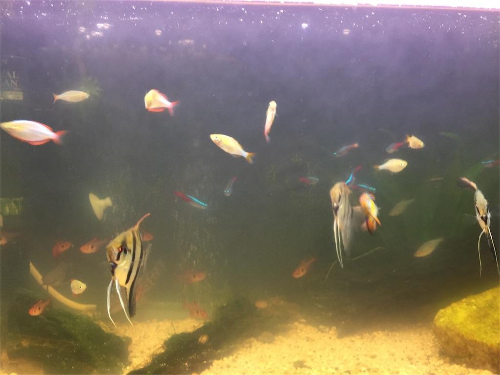 熱帯魚