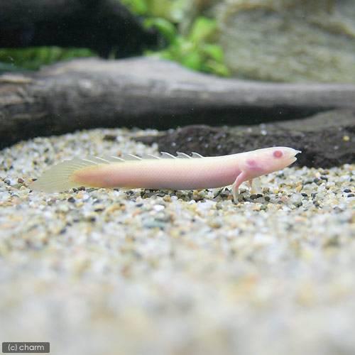 熱帯魚