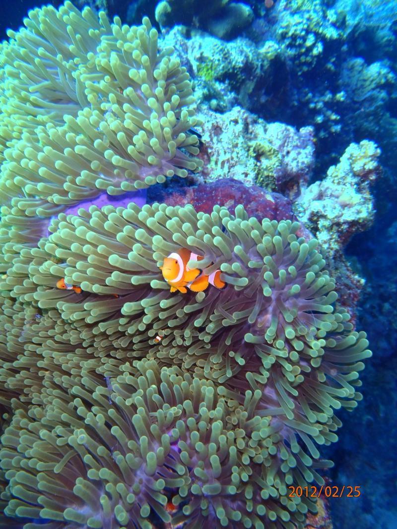 熱帯魚