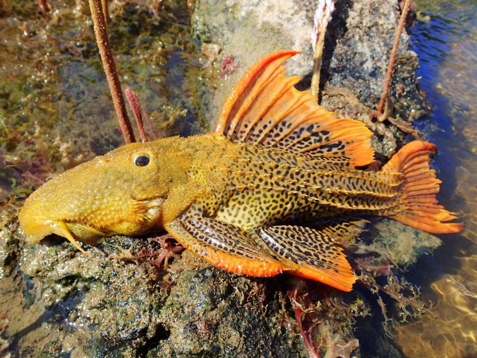 熱帯魚