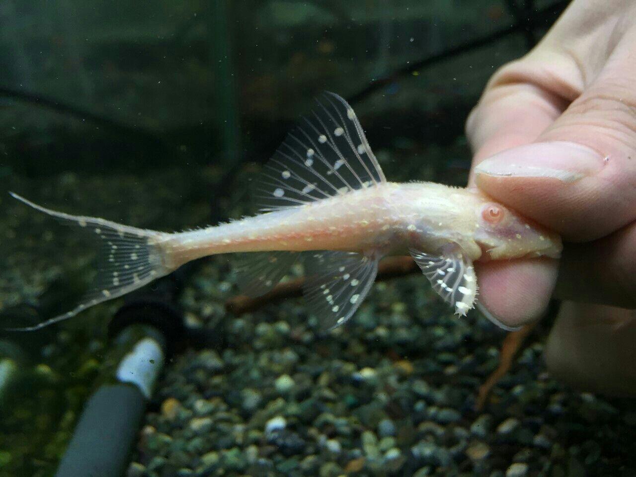 熱帯魚