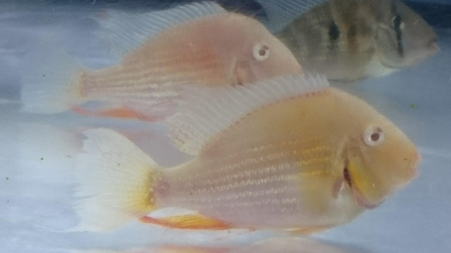 熱帯魚