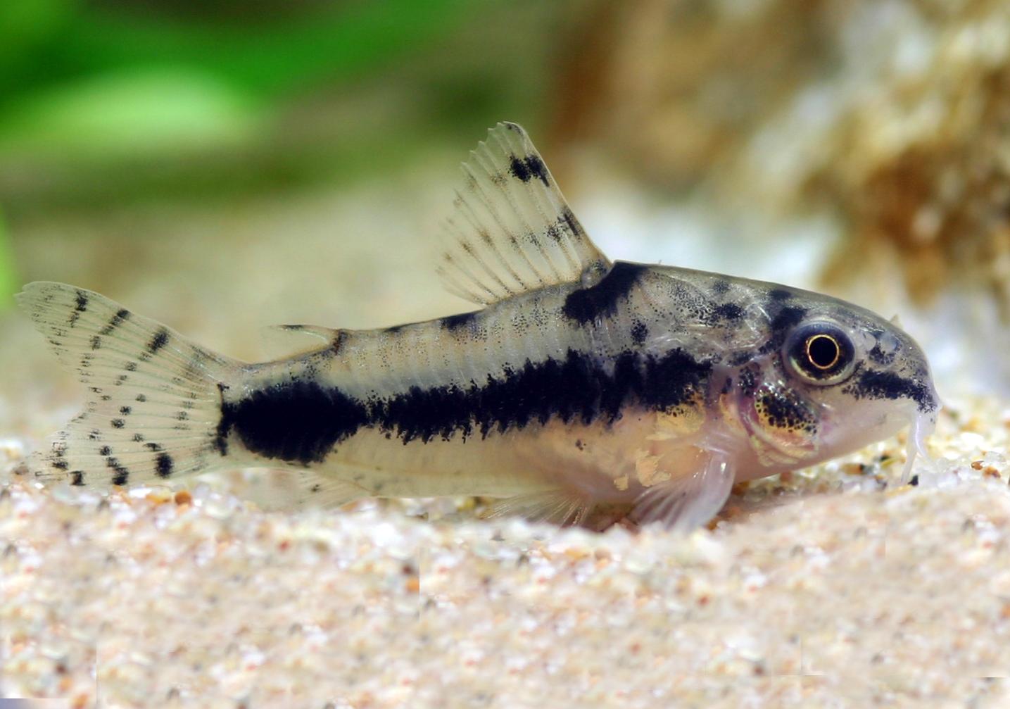 熱帯魚