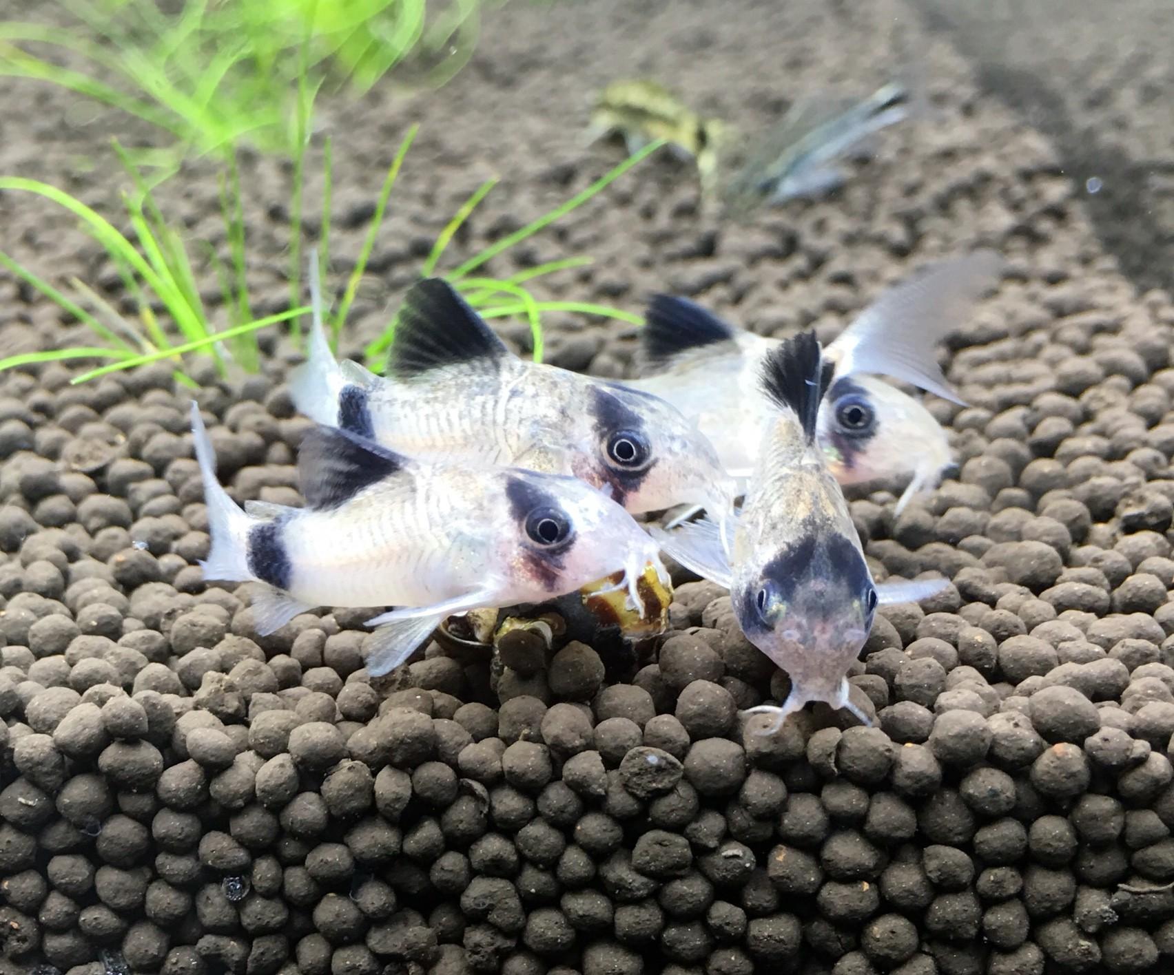 熱帯魚