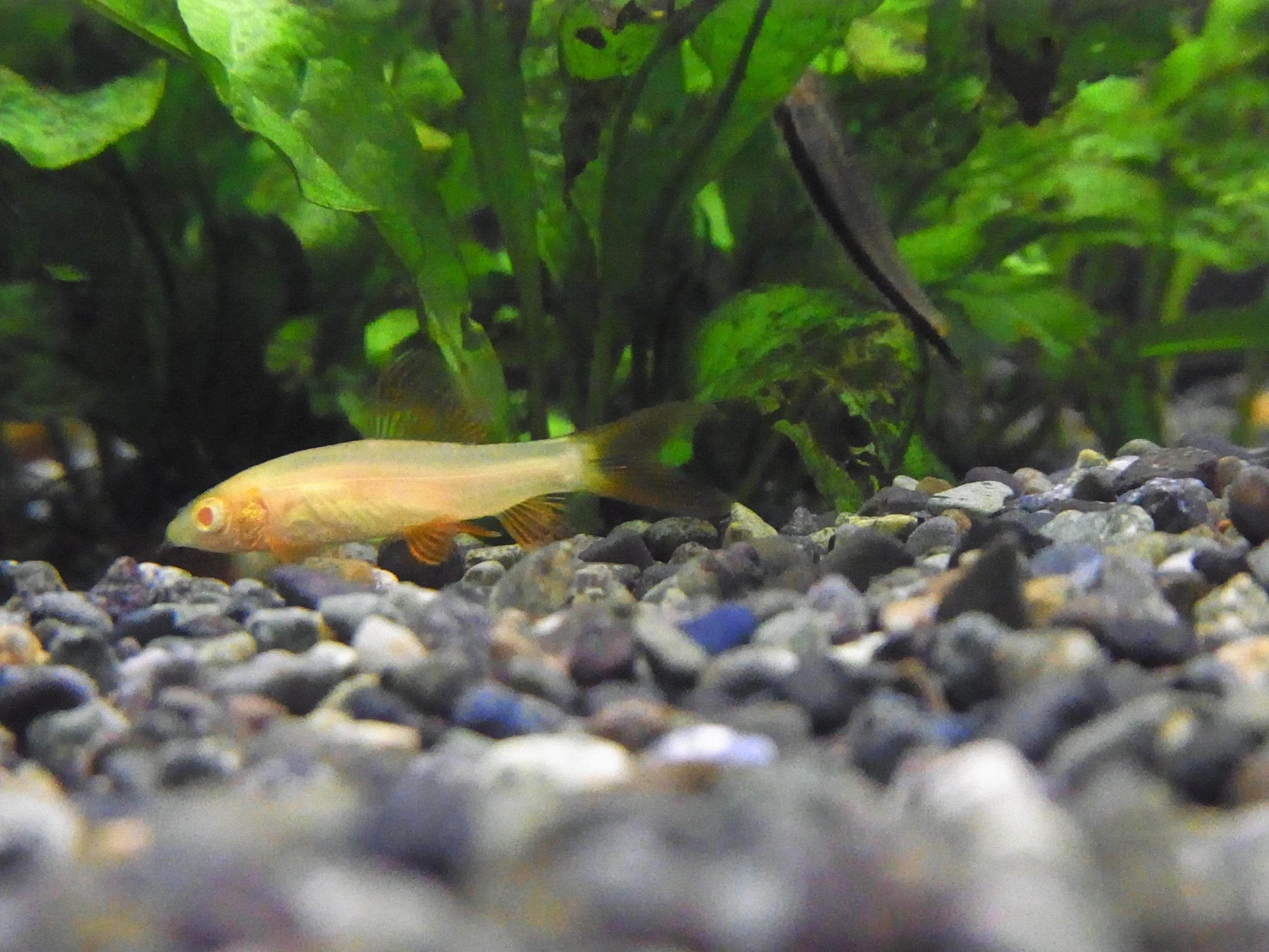 熱帯魚