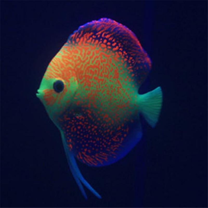 熱帯魚