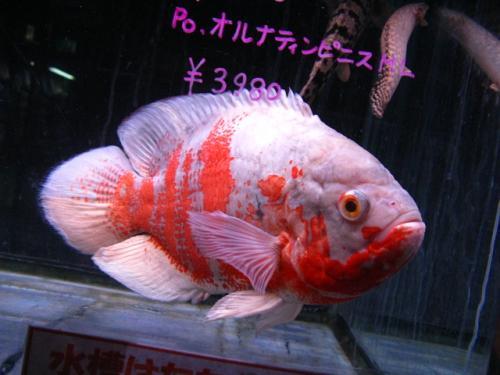 熱帯魚