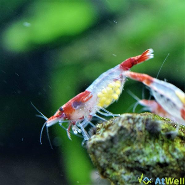 熱帯魚