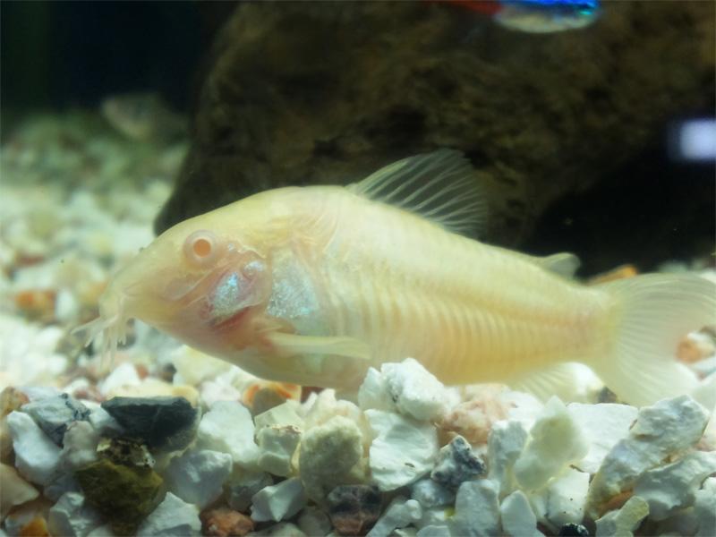 熱帯魚