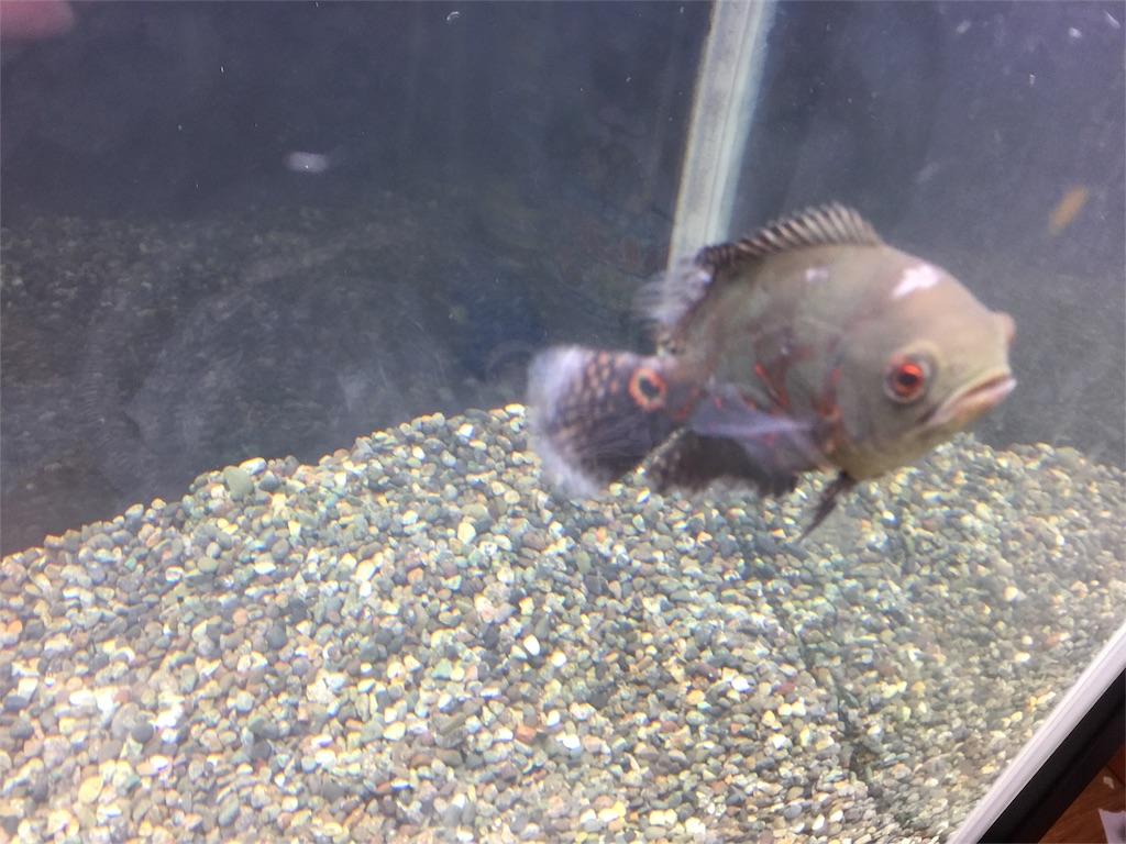 熱帯魚