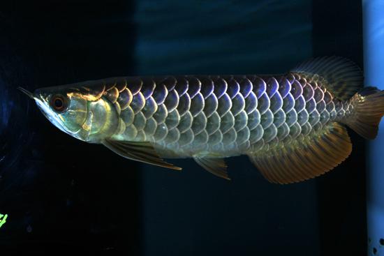 熱帯魚