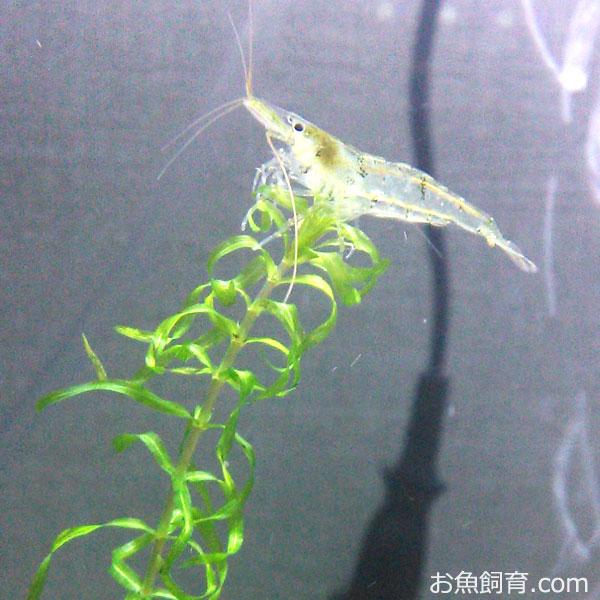 熱帯魚