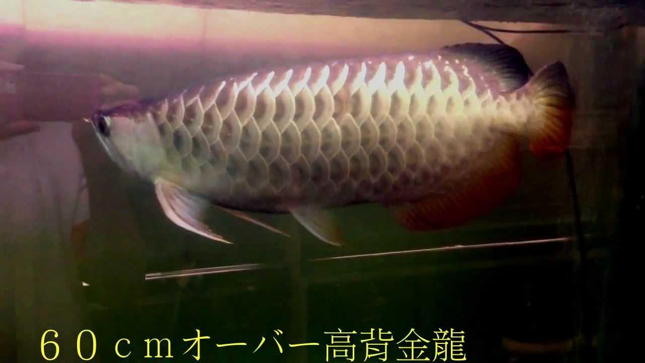 熱帯魚