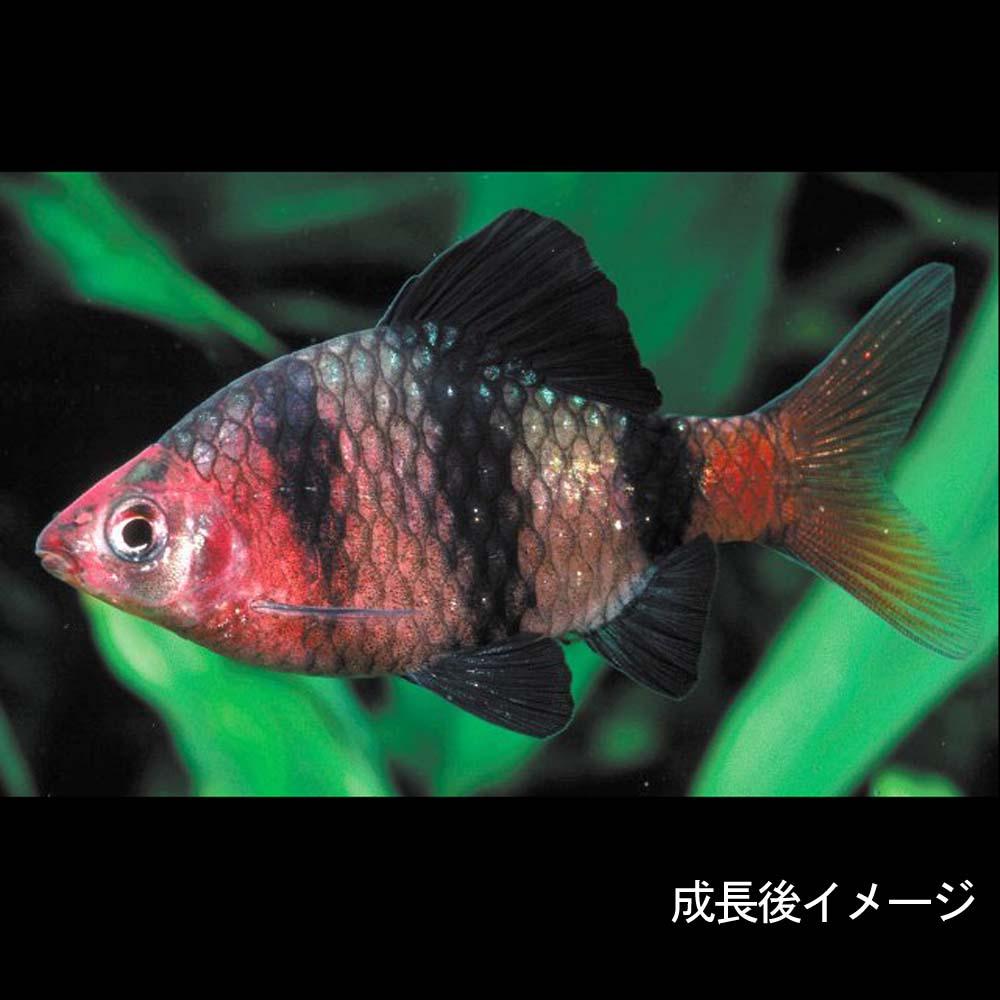 熱帯魚