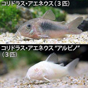 熱帯魚