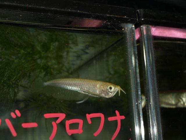 熱帯魚