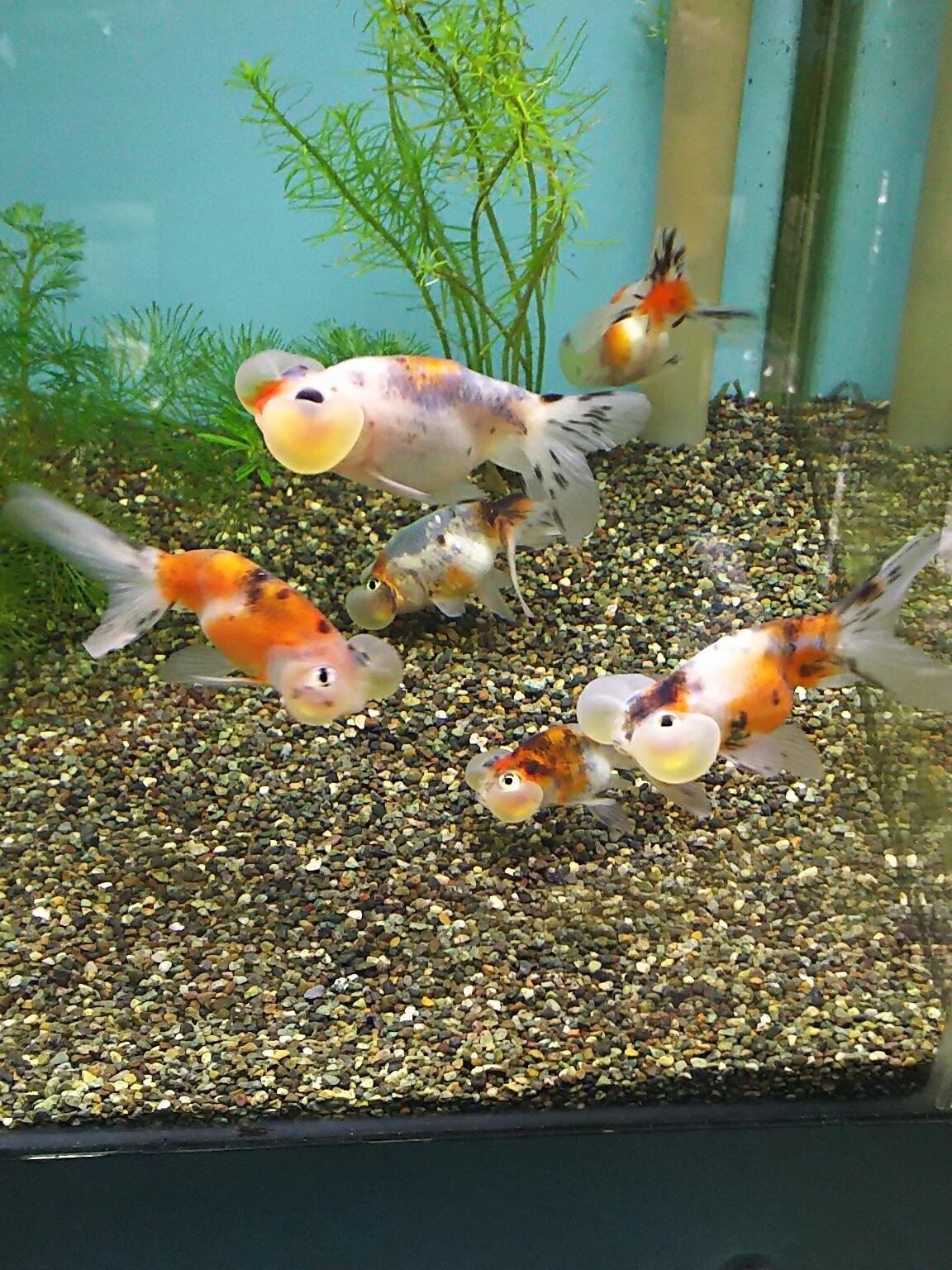 熱帯魚
