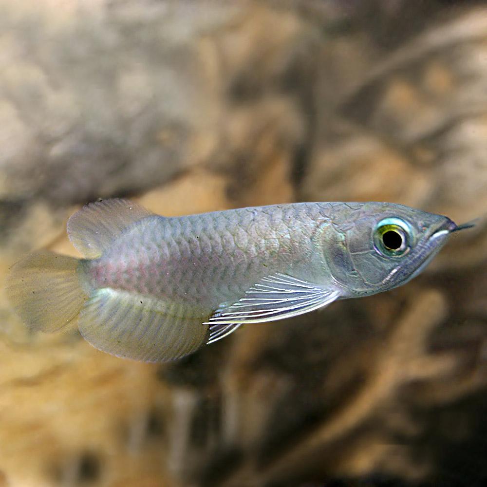 熱帯魚