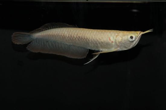 熱帯魚