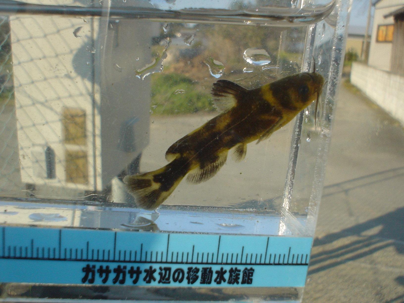 熱帯魚