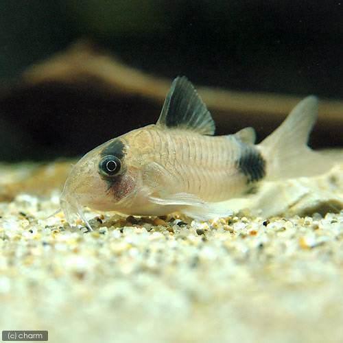 熱帯魚