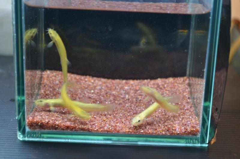 熱帯魚