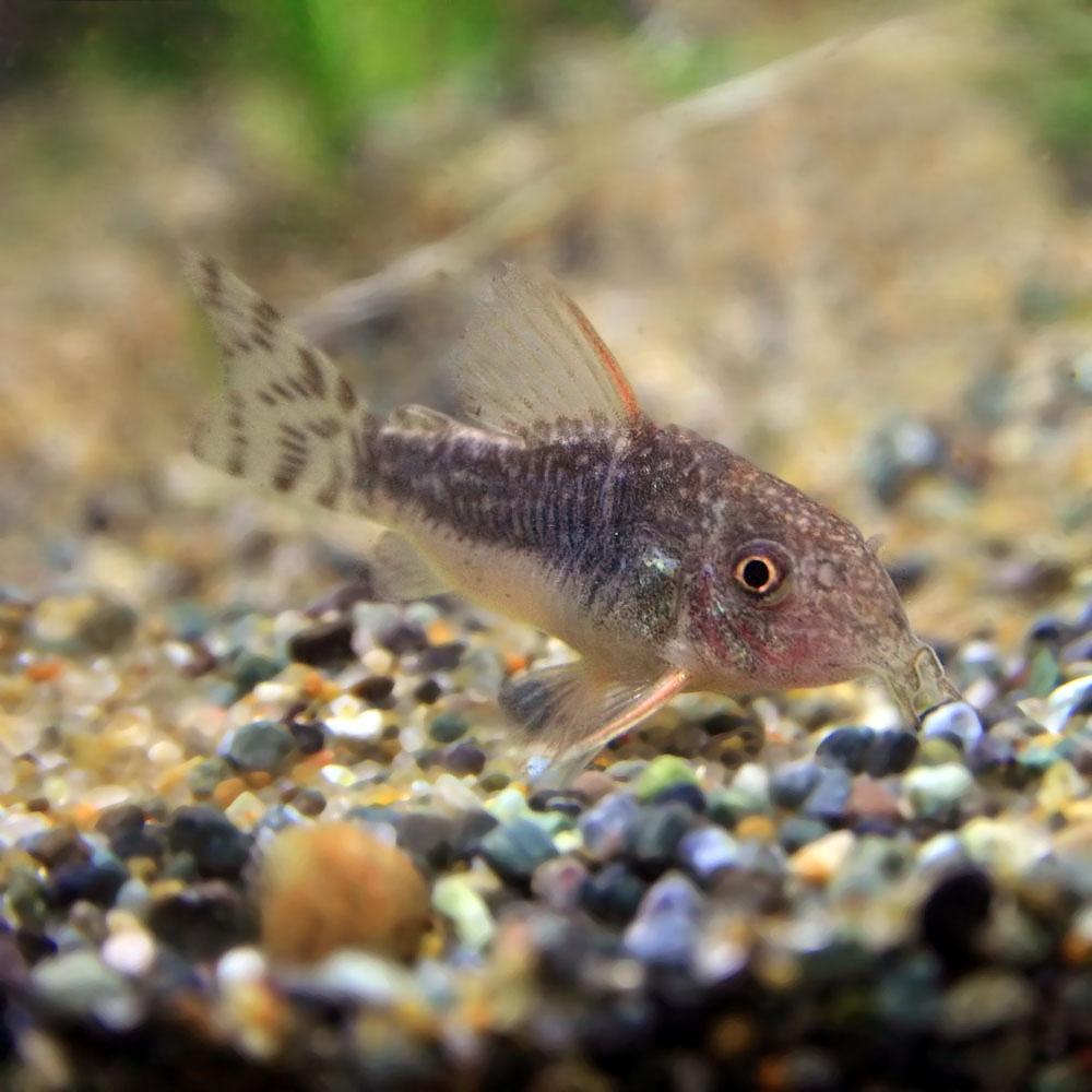 熱帯魚
