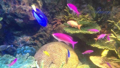 熱帯魚