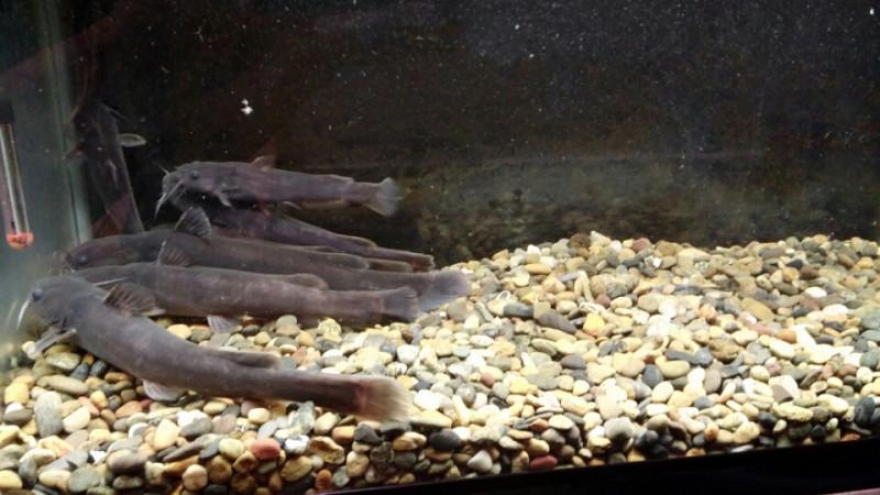 熱帯魚
