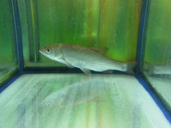 熱帯魚