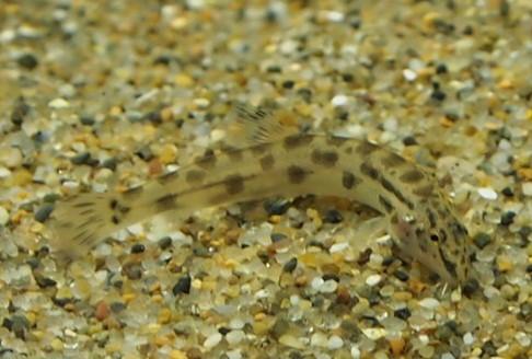 熱帯魚