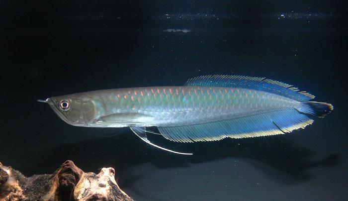 熱帯魚