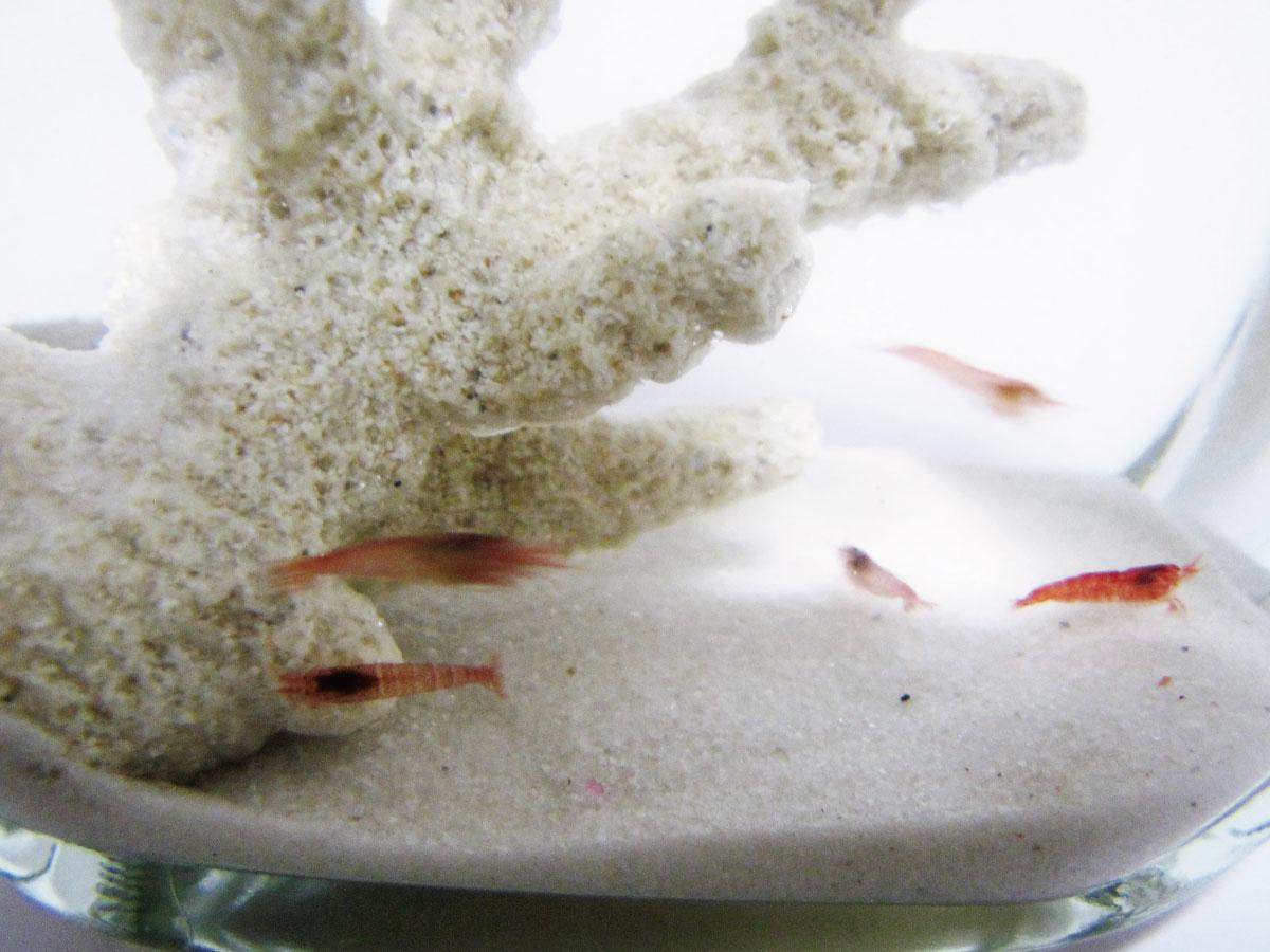 熱帯魚