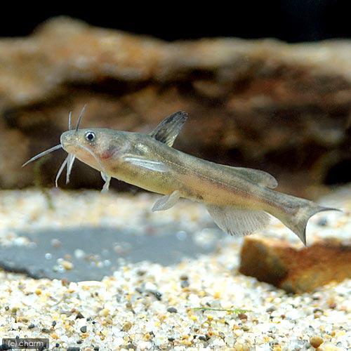 熱帯魚
