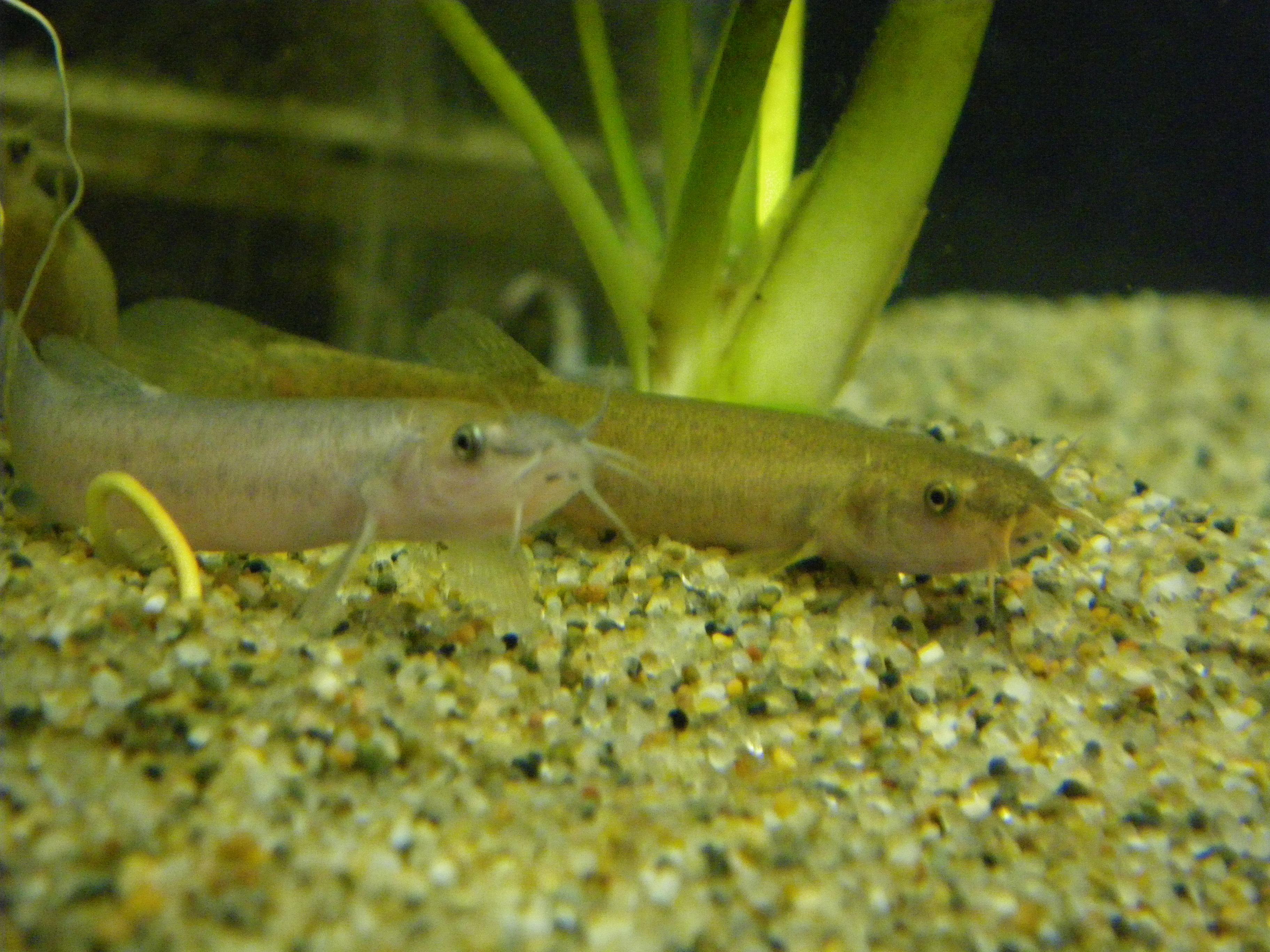 熱帯魚