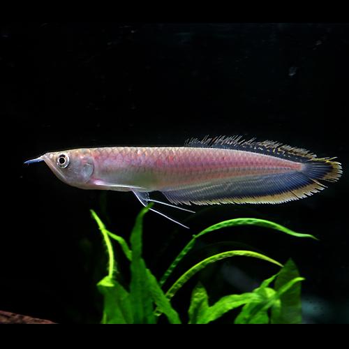 熱帯魚