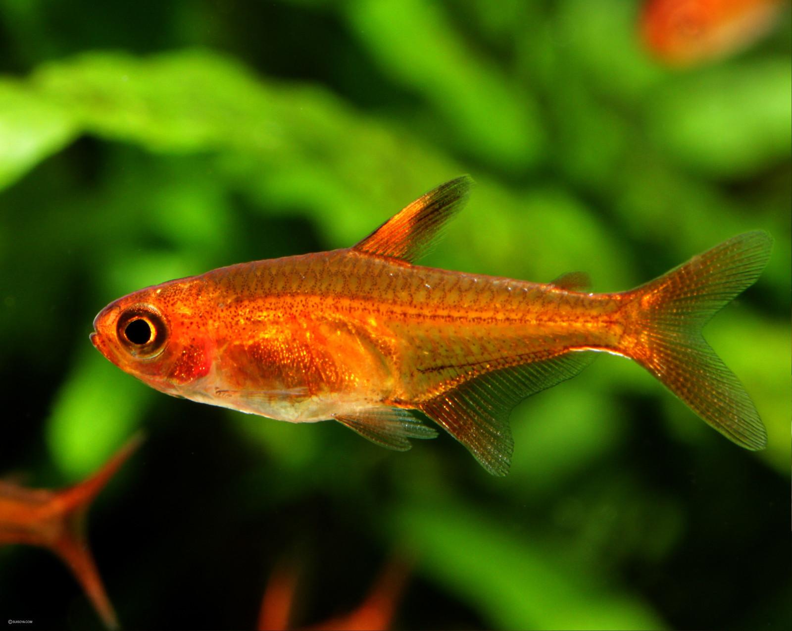 熱帯魚