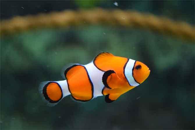 熱帯魚