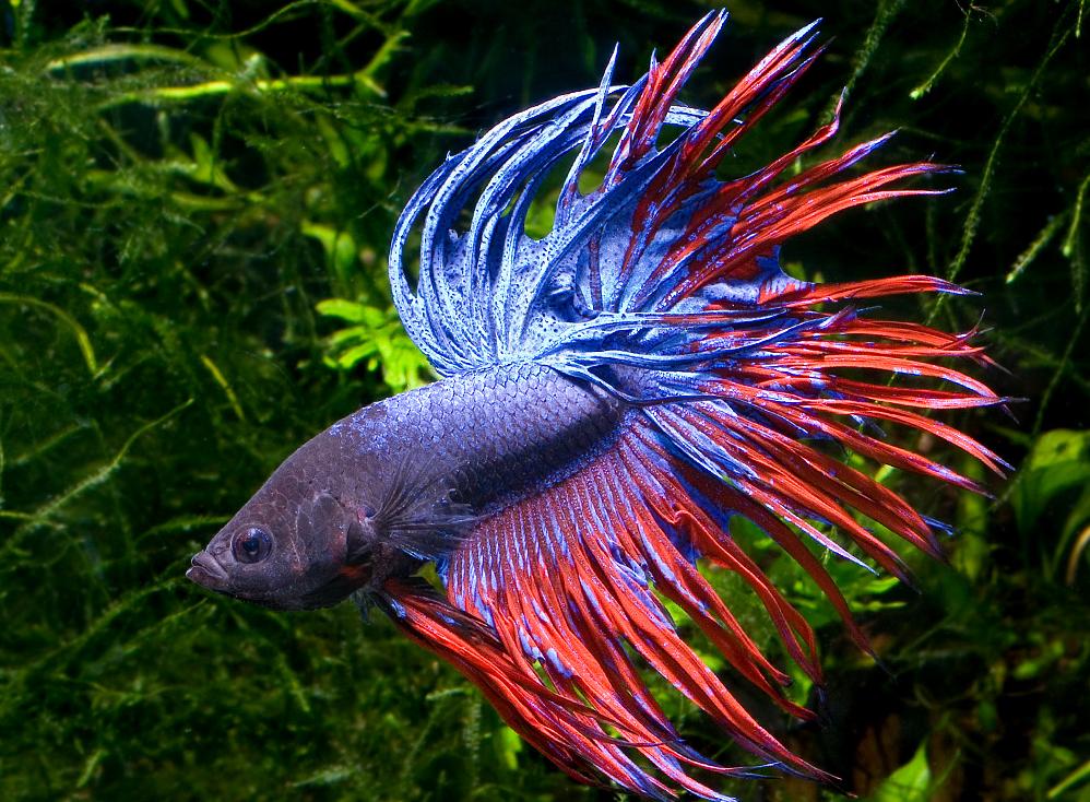 熱帯魚