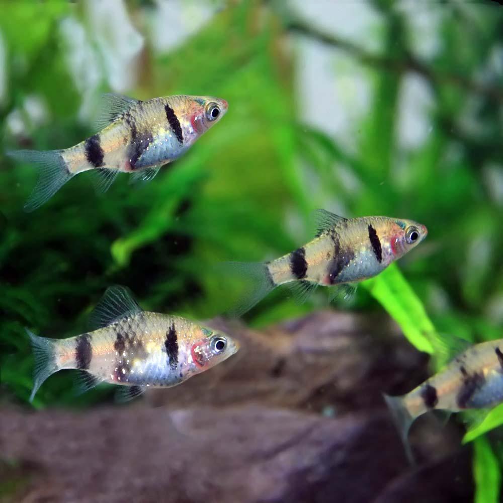 熱帯魚