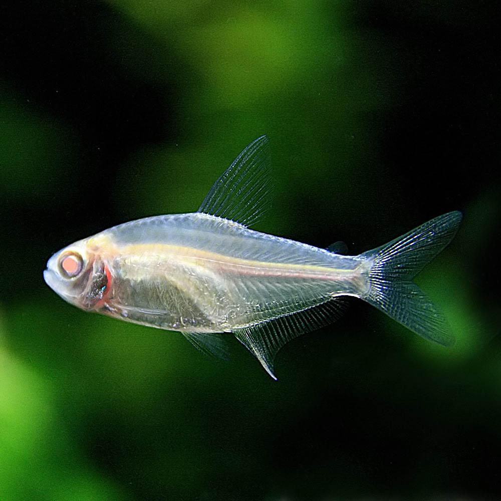 熱帯魚