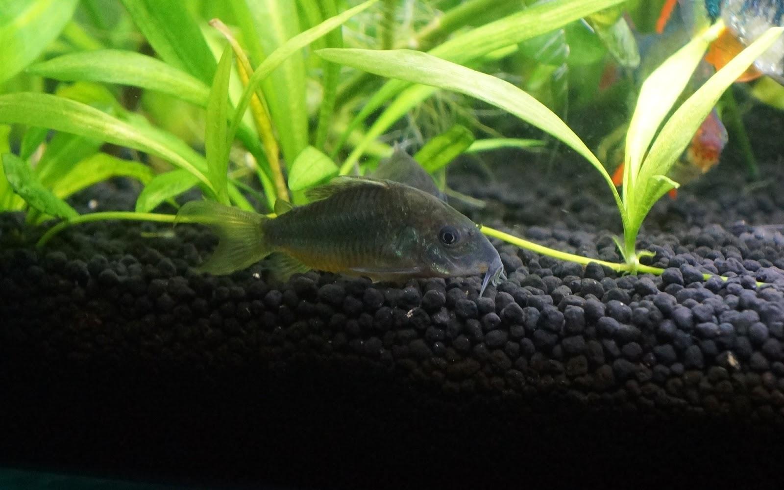熱帯魚