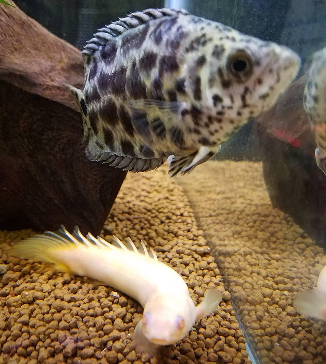 熱帯魚