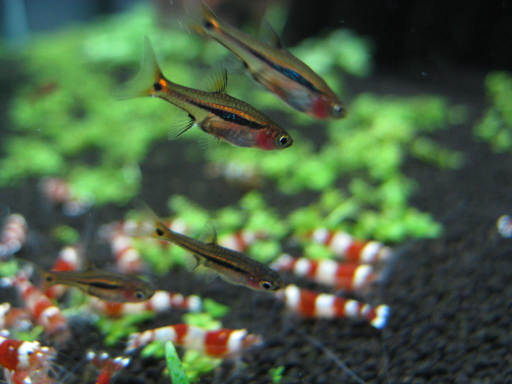 熱帯魚