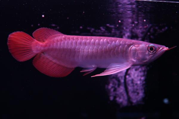 熱帯魚