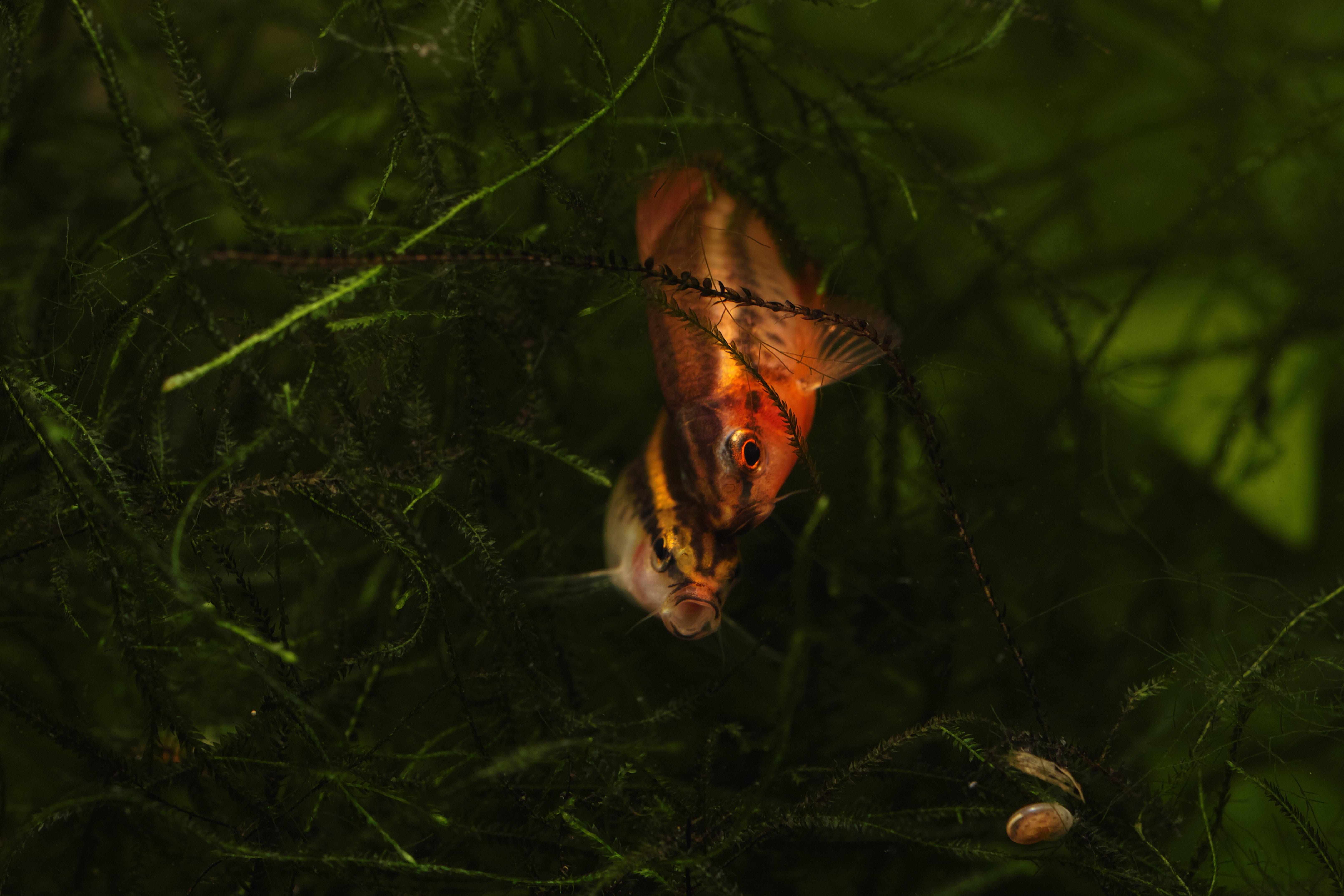 熱帯魚